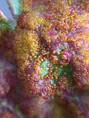 Synchytrium australe