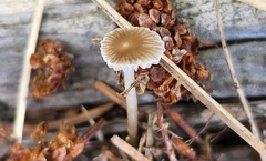 Collybia
