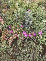 Carpobrotus modestus