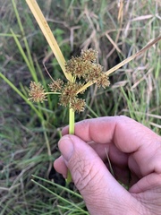 Cyperus difformis