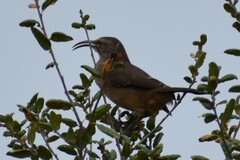 Toxostoma redivivum