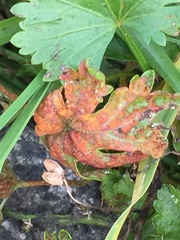 Synchytrium australe