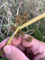 Cyperus difformis