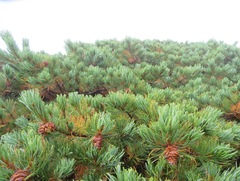 Pinus pumila