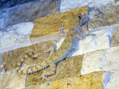 Mediodactylus heterocercus