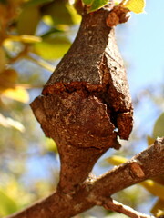Dryocosmus asymmetricus