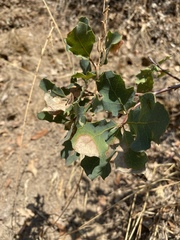 Quercus douglasii