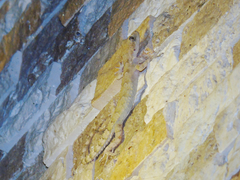 Mediodactylus heterocercus