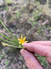 Hypoxis pratensis