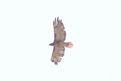 Buteo jamaicensis calurus