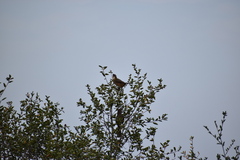 Toxostoma redivivum