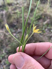 Hypoxis pratensis