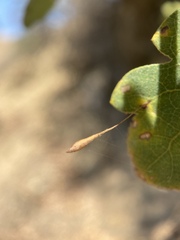 Andricus pedicellatus