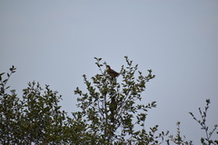 Toxostoma redivivum