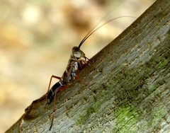 Mantoida maya