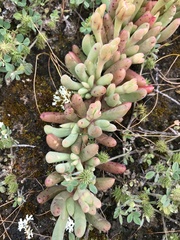 Carpobrotus modestus