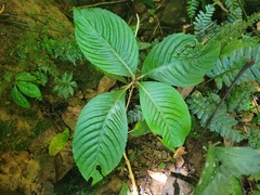 Rhynchotechum formosanum