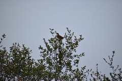 Toxostoma redivivum