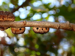 Disholandricus chrysolepidis