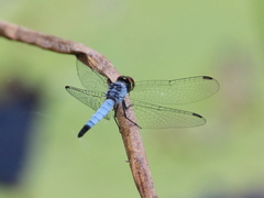 Brachydiplax denticauda