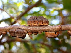 Disholandricus chrysolepidis