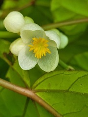 Begonia longifolia
