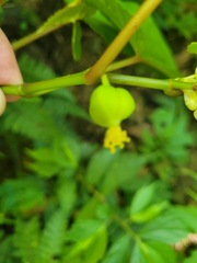 Begonia longifolia