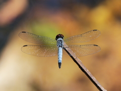 Brachydiplax denticauda