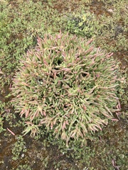 Carpobrotus modestus