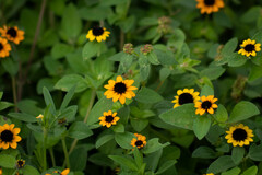 Sanvitalia procumbens