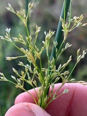 Juncus continuus