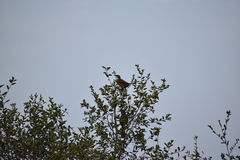 Toxostoma redivivum