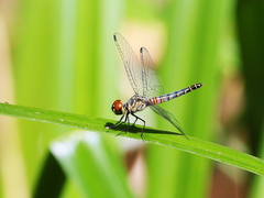 Brachydiplax denticauda