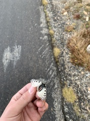 Parnassius smintheus