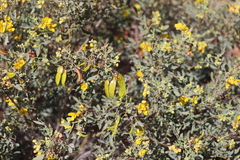 Senna artemisioides quadrifolia