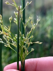 Juncus continuus