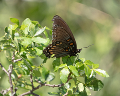 Limenitis arthemis arizonensis