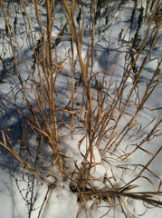 Andropogon virginicus virginicus