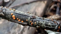 Nectria cinnabarina
