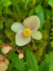 Begonia formosana
