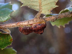 Disholandricus chrysolepidis