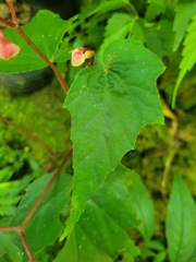 Begonia formosana