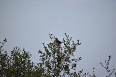 Toxostoma redivivum