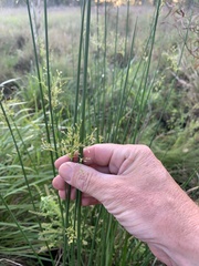 Juncus continuus