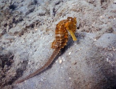 Hippocampus kuda