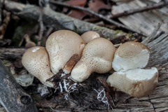 Apioperdon