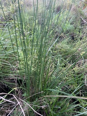 Juncus continuus