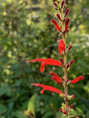 Salvia elegans