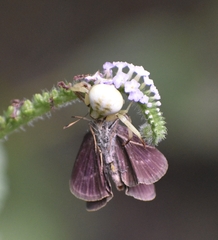 Thomisidae