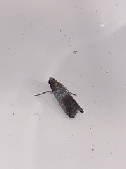 Chararica hystriculella